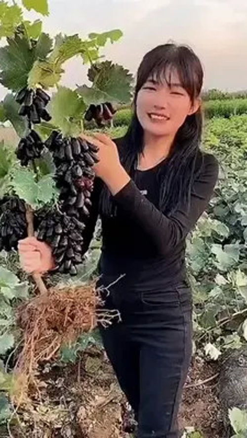 優質農產品的種屬奧秘 藍寶石葡萄種植指南
