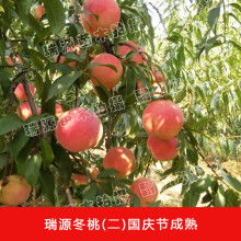 2019年果樹種苗價格全解析 批發市場走勢與園林網報價參考